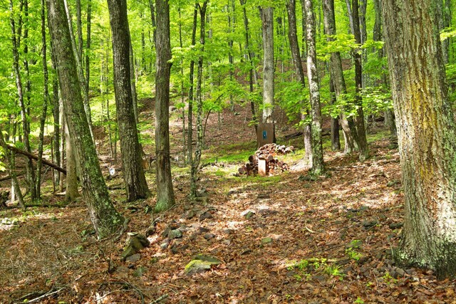 537 High Valley Dr N, Monterey, VA 24465 - view of tree filled area