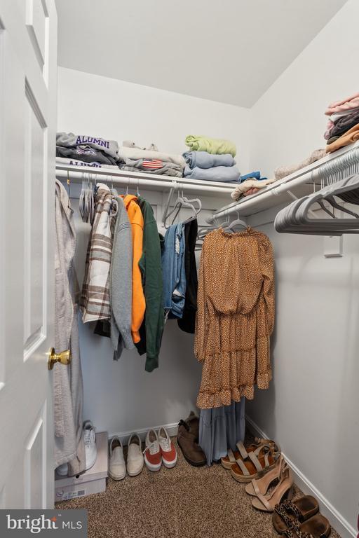 walk in closet with carpet floors