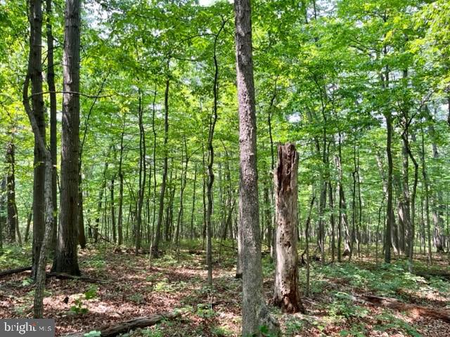 2016 Vaughn Summit Rd, Luray, VA 22835 - photo 3