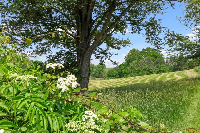 887 Natural Chimneys Rd, Mount Solon, VA 22843 - view of local wilderness