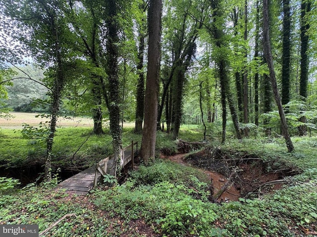 319 Fox Hunters Ln, Madison, VA 22727 - view of undeveloped land