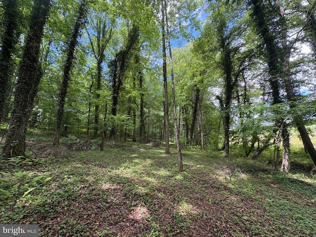 319 Fox Hunters Ln, Madison, VA 22727 - view of tree filled area
