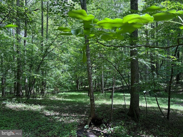 319 Fox Hunters Ln, Madison, VA 22727 - view of woods