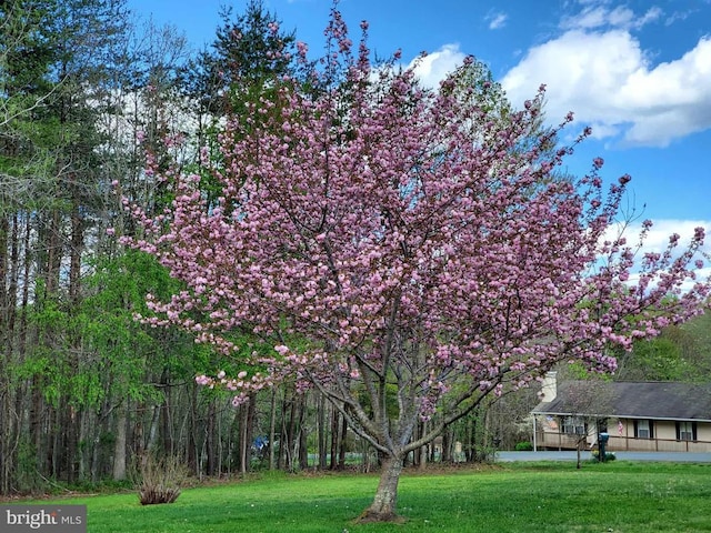 319 Fox Hunters Ln, Madison, VA 22727 - view of green lawn