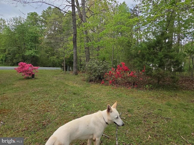 319 Fox Hunters Ln, Madison, VA 22727 - view of green lawn