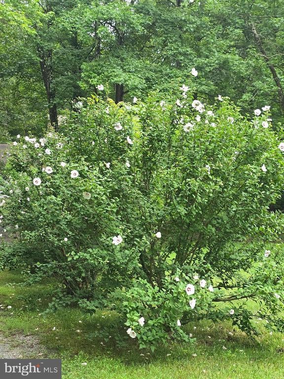 3605 Burton Rd, Bumpass, VA 23024 - photo 41