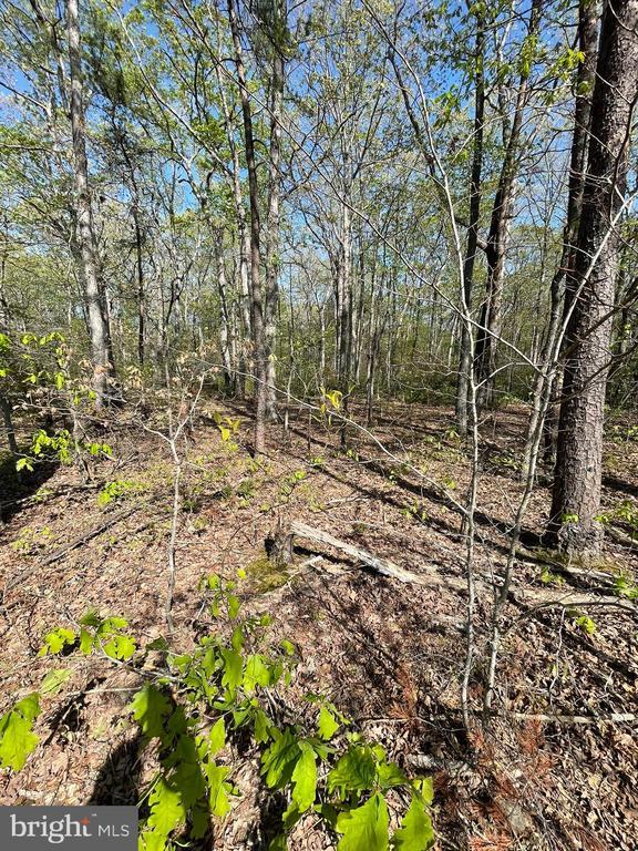 13323 Black Meadow Rd, Spotsylvania, VA 22553 - photo 16