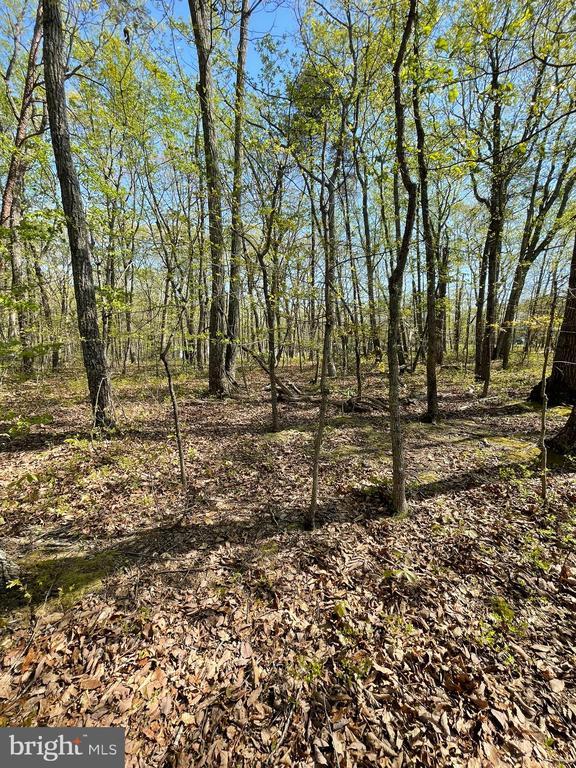 13323 Black Meadow Rd, Spotsylvania, VA 22553 - photo 10