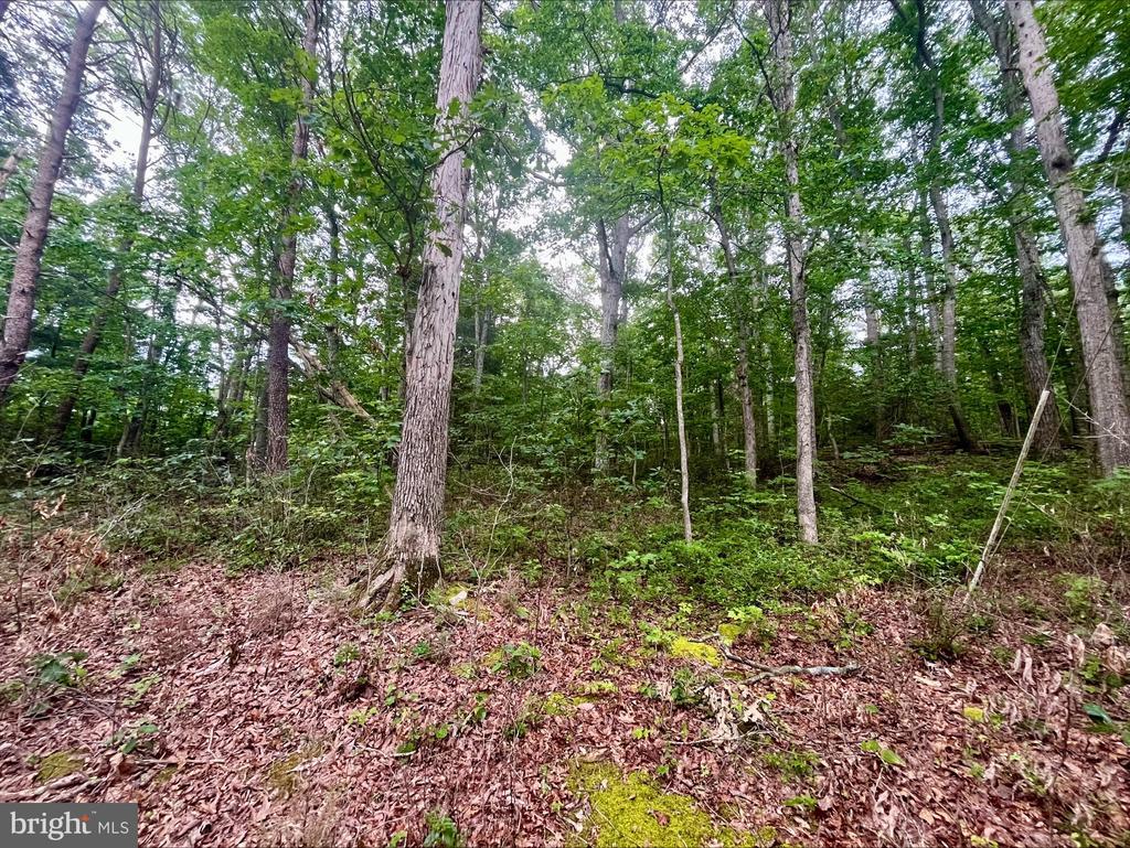 Oak Ln, Luray, VA 22835 - photo 3