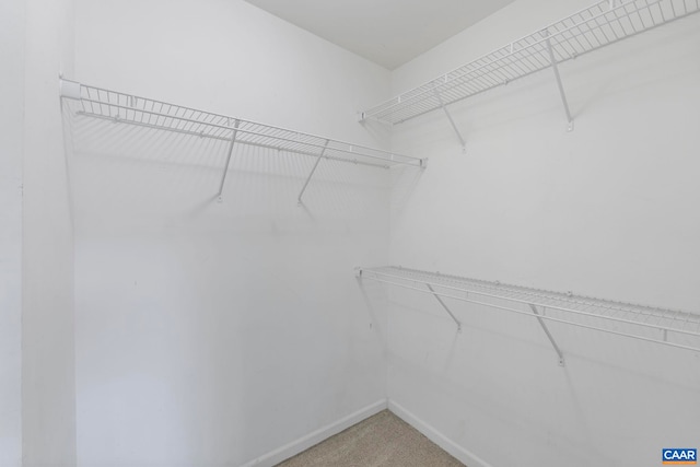 921 Bing Ln, Charlottesville, VA 22903 - walk in closet featuring light colored carpet