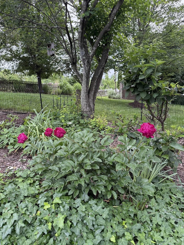 228 Hendren Ave, Staunton, VA 24401 - view of yard