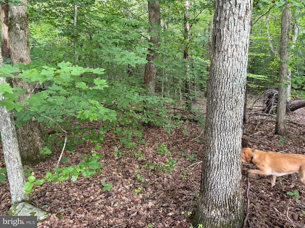 Glade Rd, Shipman, VA 22971 - photo 3