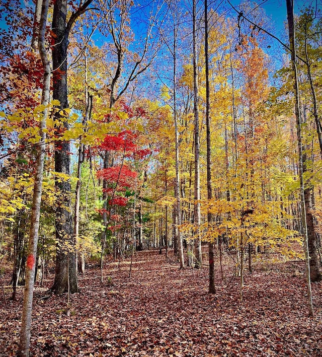 7598 Lee Hwy N, Raphine, VA 24472 - view of woods