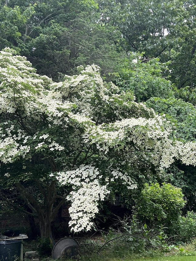 7598 Lee Hwy N, Raphine, VA 24472 - view of tree filled area