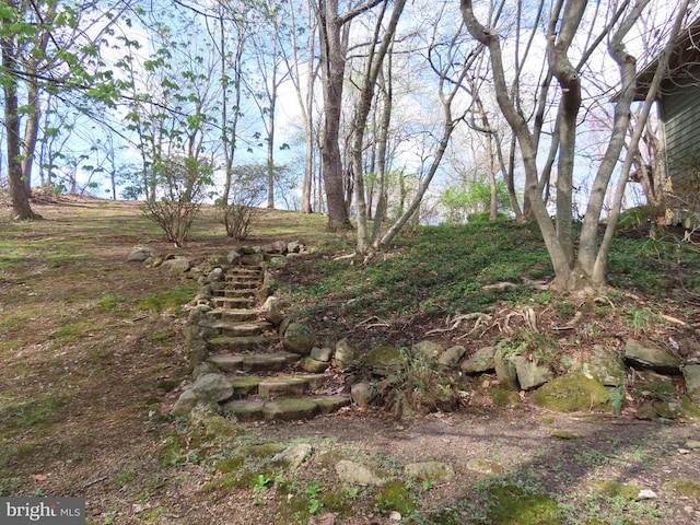 3016 Etlan Rd, Etlan, VA 22719 - view of undeveloped land