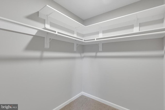 11808 Rutherford Dr, Fredericksburg, VA 22407 - walk in closet featuring carpet