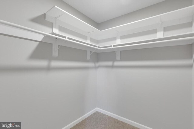 11808 Rutherford Dr, Fredericksburg, VA 22407 - walk in closet with carpet flooring