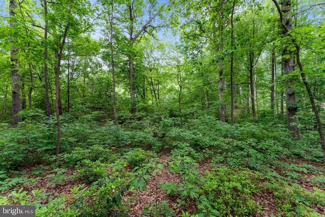 10614 Rhoads Dr, Fredericksburg, VA 22407 - view of tree filled area