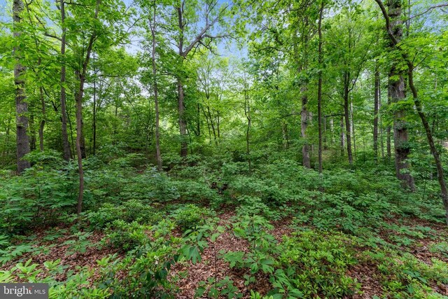 10614 Rhoads Dr, Fredericksburg, VA 22407 - view of tree filled area