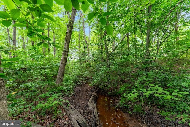 10614 Rhoads Dr, Fredericksburg, VA 22407 - view of local wilderness