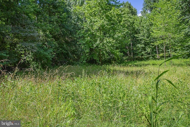 Pine Torch, Madison, VA 22727