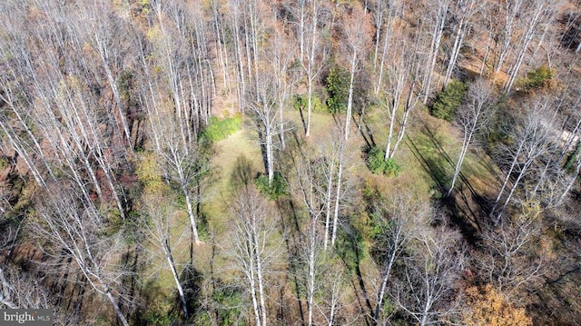 Pine Torch, Madison, VA 22727