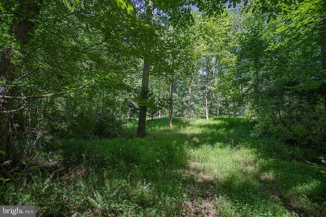 Pine Torch, Madison, VA 22727