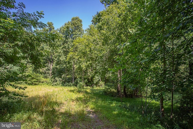 Pine Torch, Madison, VA 22727