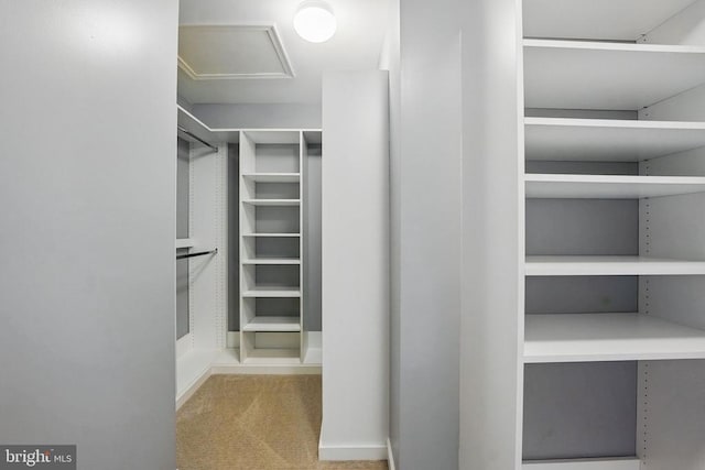 538 Colony Ct, Warrenton, VA 20186 - spacious closet featuring carpet flooring and attic access