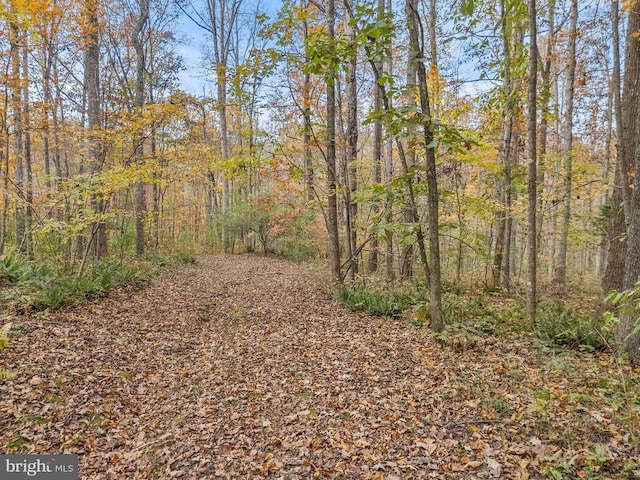 view of woods
