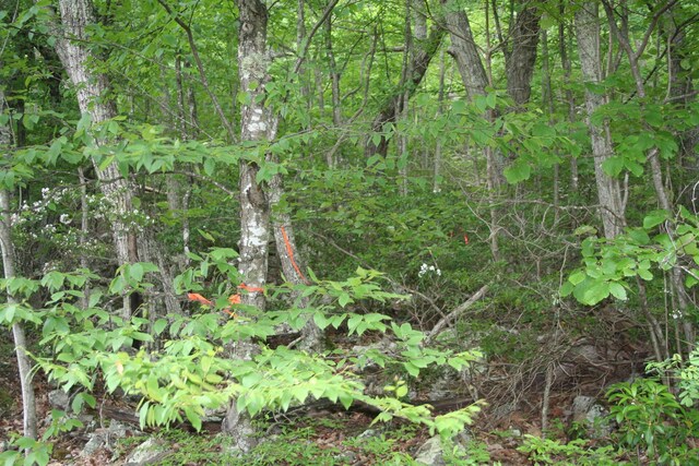 High Valley S, Monterey, VA 24465
