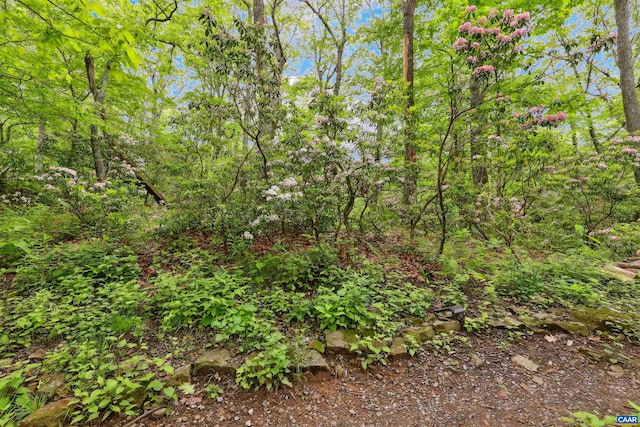 134 Gumtree Dr, Wintergreen Resort, VA 22967 - view of local wilderness