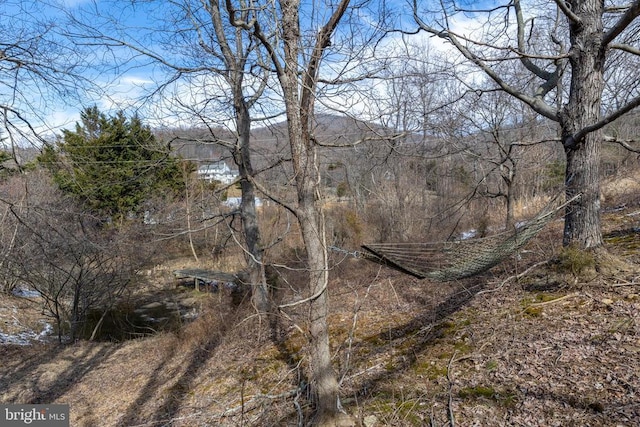 view of local wilderness