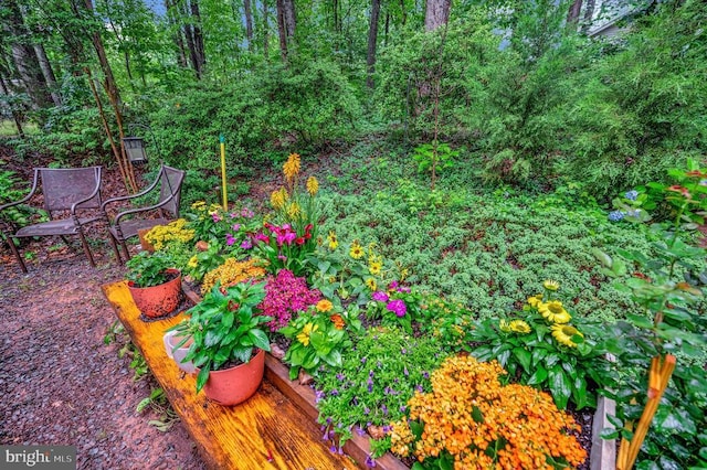 215 Mt Pleasant Dr, Locust Grove, VA 22508 - view of yard