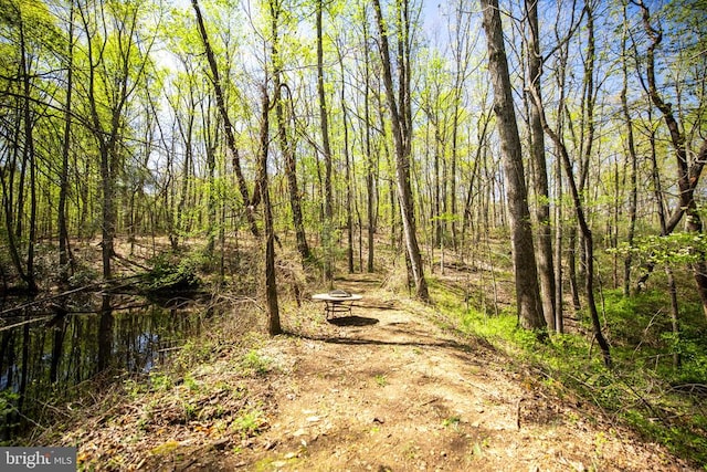 2905 Twymans Mill Rd, Madison, VA 22727 - view of wooded area