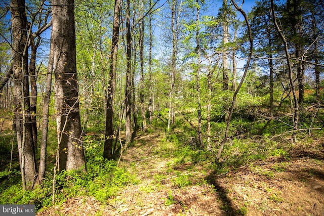 2905 Twymans Mill Rd, Madison, VA 22727 - view of wooded area