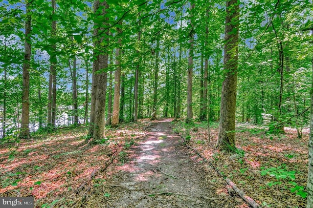 10415 Shaw Dr, Spotsylvania, VA 22553 - view of woods
