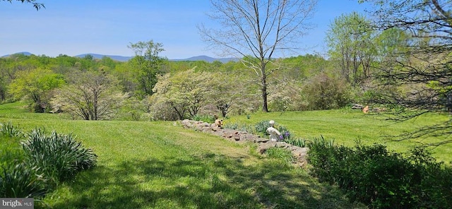  - photo 42