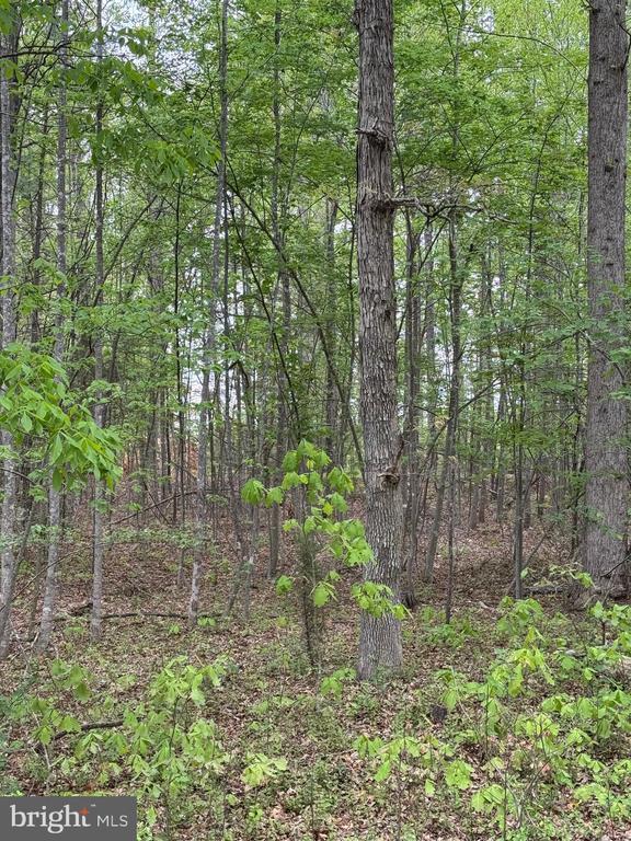 Traveller St, Mineral, VA 23117 - photo 17