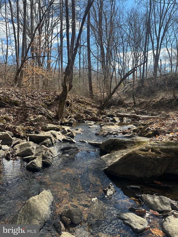 view of local wilderness