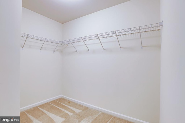 spacious closet featuring carpet