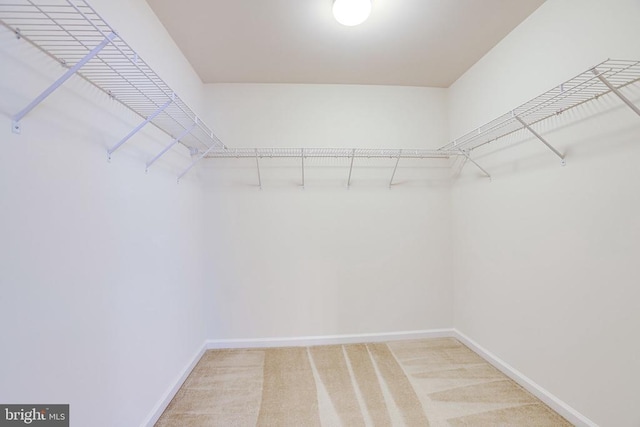 spacious closet featuring carpet floors