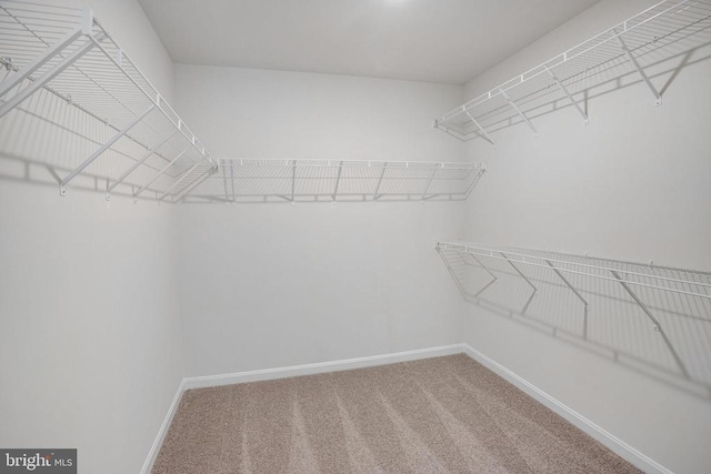 35663 Aspen Way, Locust Grove, VA 22508 - walk in closet with carpet floors