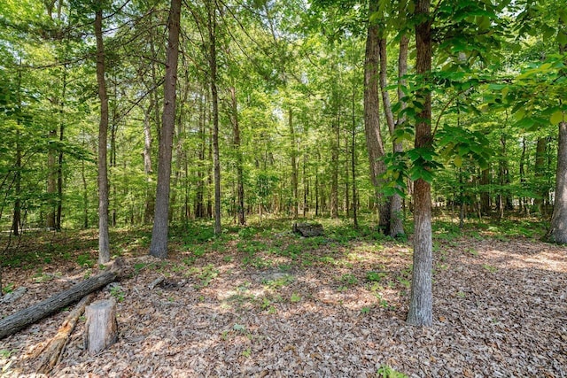 4201 Brown Mountain Ln, Elkton, VA 22827 - view of tree filled area