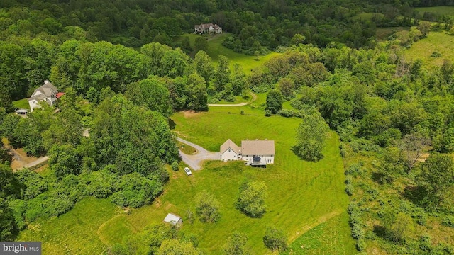 bird's eye view of a forest