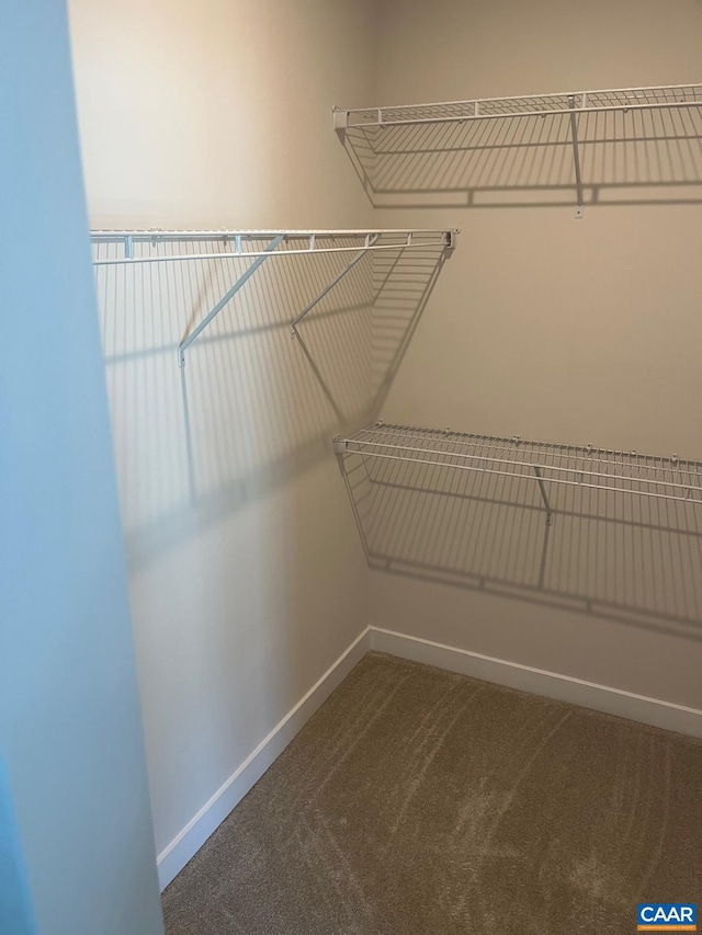 walk in closet featuring carpet