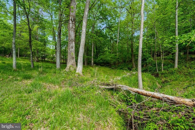  - view of local wilderness