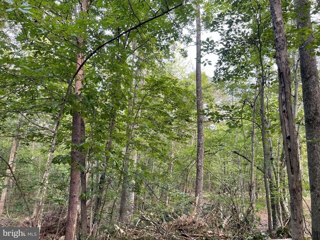 view of tree filled area