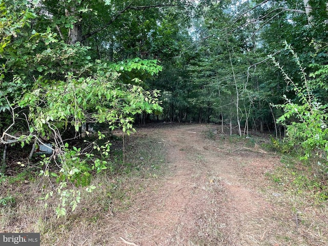 view of woods
