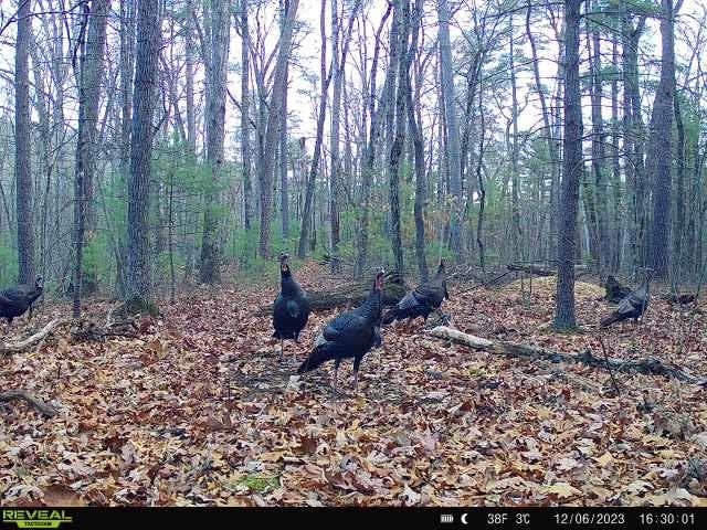 TBD Stribling Springs Rd, Mount Solon, VA 22843